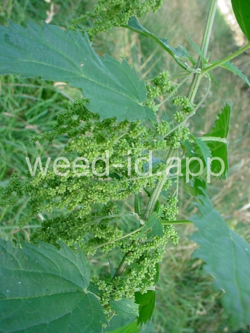 nettle, stinging